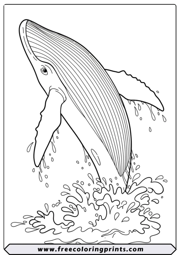 A majestic humpback whale leaping out of the water in a big splash. A printable ocean life coloring page